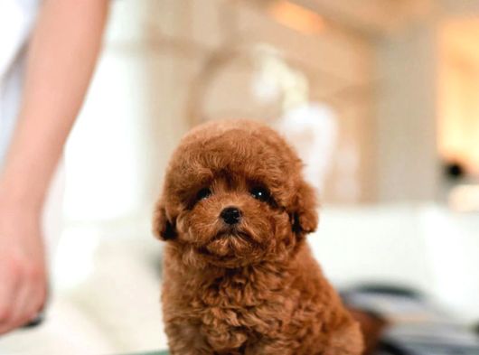 Hi̇poalerjeni̇k Toy Poodle  Bebekleri̇mi̇z görsel