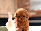 HİPOALERJENİK TOY POODLE  BEBEKLERİMİZ