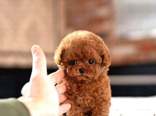 HİPOALERJENİK TOY POODLE  BEBEKLERİMİZ