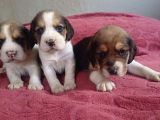 Küçük boy beagle yavrular mama malzeme kampanyalı