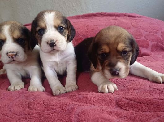Küçük boy beagle yavrular mama malzeme kampanyalı