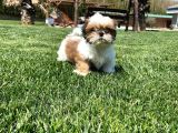 Shih Tzu Bebekleri Yeni Ailesine Gitmeye Hazır