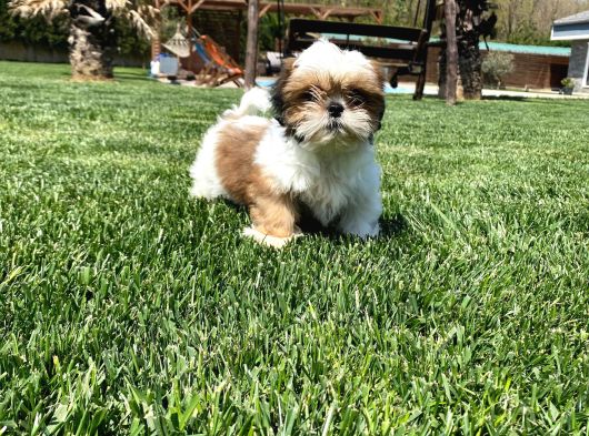 Shih Tzu Bebekleri Yeni Ailesine Gitmeye Hazır görsel