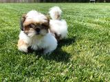 Shih Tzu Bebekleri Yeni Ailesine Gitmeye Hazır