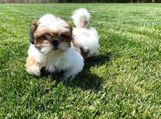 Shih Tzu Bebekleri Yeni Ailesine Gitmeye Hazır görsel