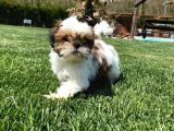 Shih Tzu Bebekleri Yeni Ailesine Gitmeye Hazır