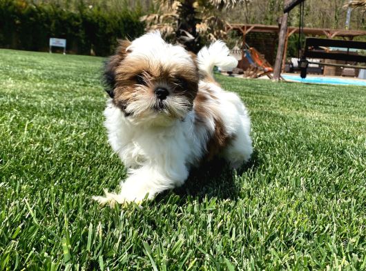 Shih Tzu Bebekleri Yeni Ailesine Gitmeye Hazır görsel
