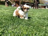 Shih Tzu Bebekleri Yeni Ailesine Gitmeye Hazır