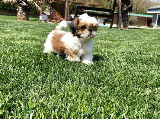 Shih Tzu Bebekleri Yeni Ailesine Gitmeye Hazır görsel