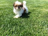 Shih Tzu Bebekleri Yeni Ailesine Gitmeye Hazır