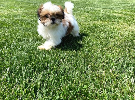 Shih Tzu Bebekleri Yeni Ailesine Gitmeye Hazır görsel