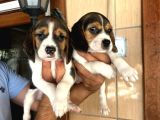 Küçük Boy Beagle Yavrular Mama Malzeme Kampanyalı