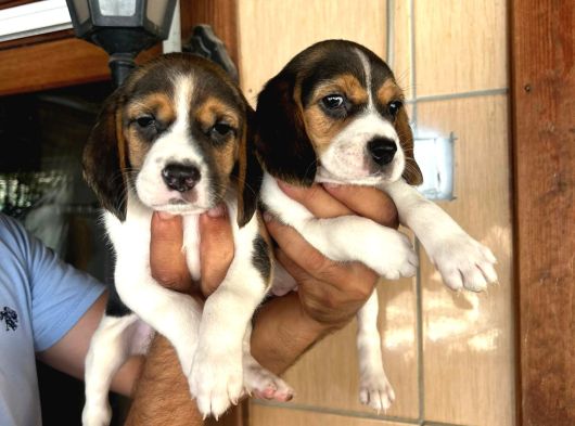 Küçük Boy Beagle Yavrular Mama Malzeme Kampanyalı görsel