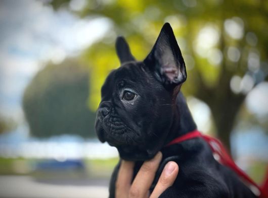 A Kalite French Bulldog Yavrularımız