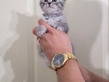 British Silver Tabby Erkek Yavrularımız