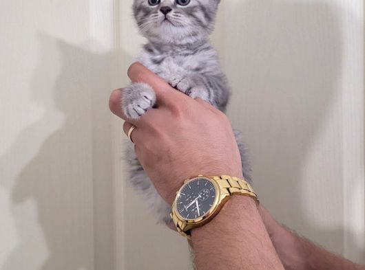 British Silver Tabby Erkek Yavrularımız görsel
