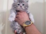 British Silver Tabby Erkek Yavrularımız