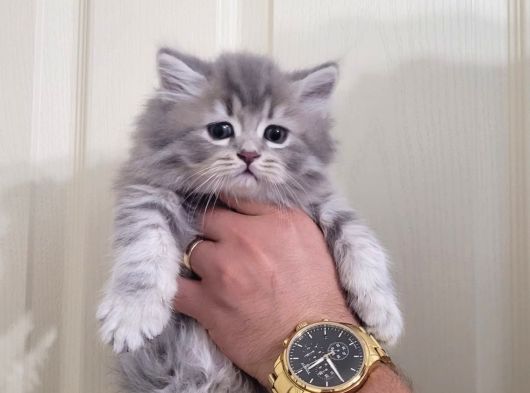 British Silver Tabby Erkek Yavrularımız