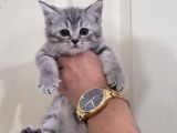 British Silver Tabby Erkek Yavrularımız