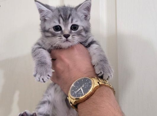 British Silver Tabby Erkek Yavrularımız görsel