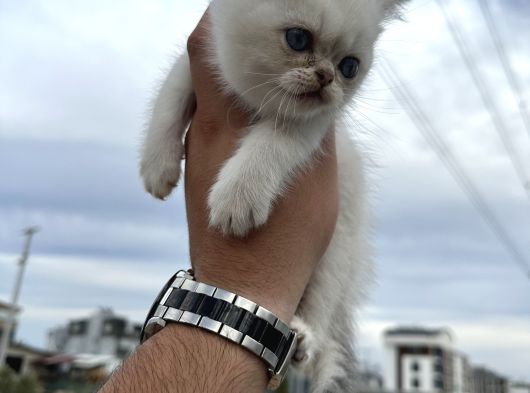 Mavi Gözlü Kar Taneleri görsel