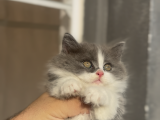 Büyümeyen Kedi Munchkin Kedisi Özel Tür