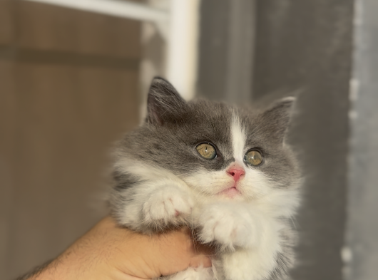 Büyümeyen Kedi Munchkin Kedisi Özel Tür görsel