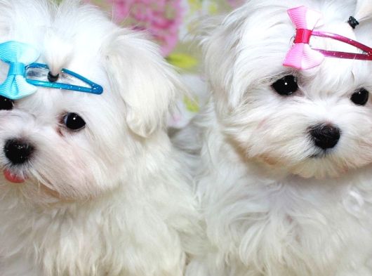 Korean Maltese Terri̇er Yavrulari Mama Ve Malzeme Kampanyali görsel