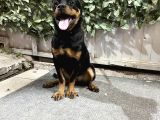 Eği̇ti̇mli̇ Rotwei̇ller Ankara