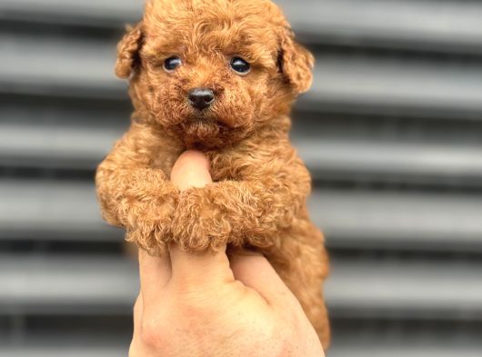 Red Mi̇ni̇ Boy Aşili Poodle Bebeği̇mi̇z Tesli̇me Hazir görsel