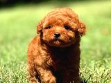 RED MİNİ BOY AŞILI POODLE BEBEĞİMİZ TESLİME HAZIR
