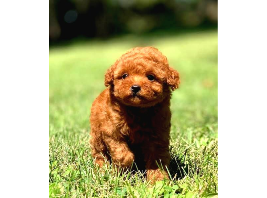 Red Mi̇ni̇ Boy Aşili Poodle Bebeği̇mi̇z Tesli̇me Hazir
