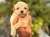 Mi̇ni̇k Korea Malti̇poo Bebekleri̇mi̇z