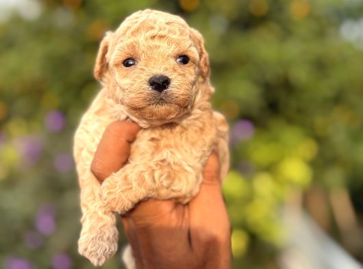 Mi̇ni̇k Korea Malti̇poo Bebekleri̇mi̇z görsel