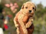 MİNİK KOREA MALTİPOO BEBEKLERİMİZ