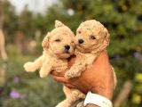 KORE MALTİPOO F1 BEBEKLERİMİZ