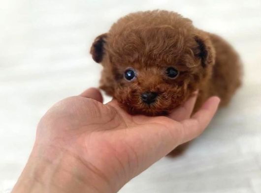 Kore Teacup Poodle Yavru görsel