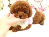 Kore teacup poodle yavru