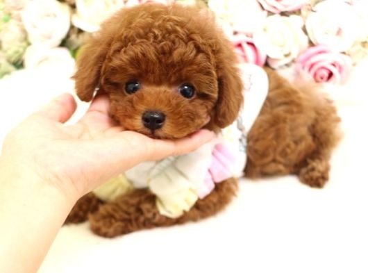 Kore Teacup Poodle Yavru