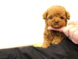 Kore Teacup Poodle Yavru