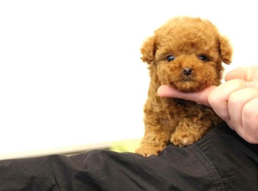 Kore Teacup Poodle Yavru görsel