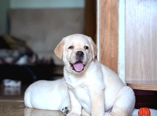 Türki̇yeni̇n En Özel Labrador Retri̇ever Yavrulari İstanbul görsel