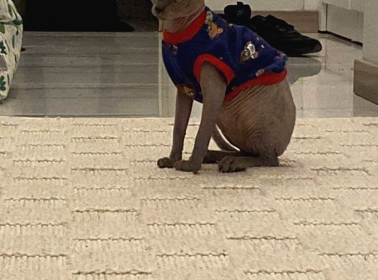 Uykucu Kız Sahiplendirilecek görsel