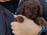 Red Braun Kore Poodle