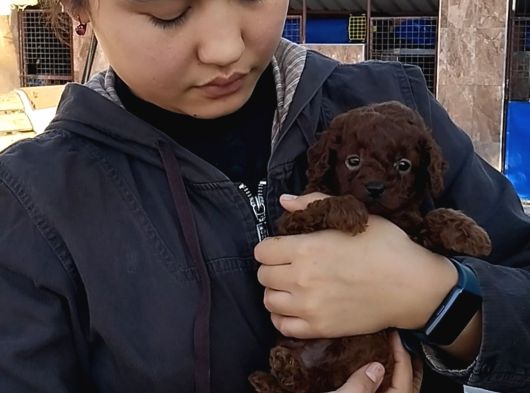 Red Braun Kore Poodle görsel