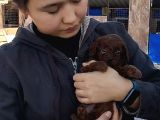 Red Braun Kore Poodle