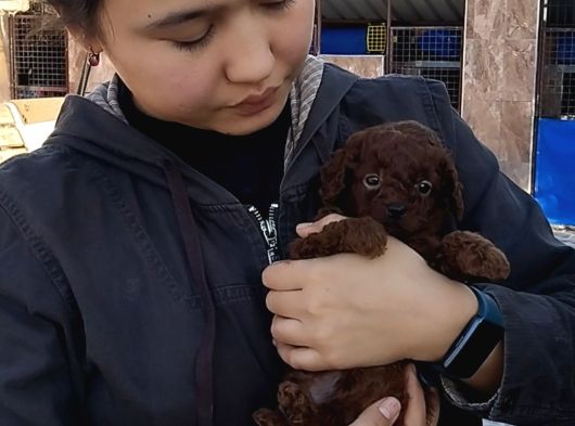 Red Braun Kore Poodle görsel