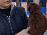 Red Braun Kore Poodle
