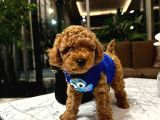 Erkek Ve Dişi Evinizin Neşesi Red Toy Poodle Bebekler