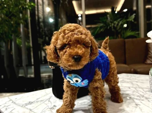 Erkek Ve Dişi Evinizin Neşesi Red Toy Poodle Bebekler görsel